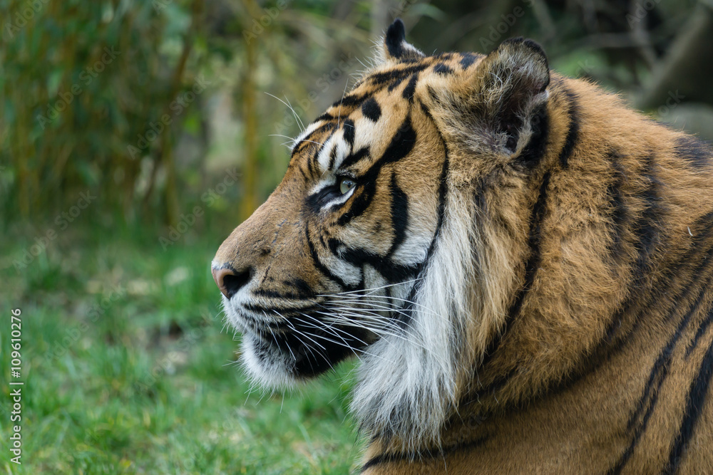 Fototapeta premium Portret Tygrysa z boku