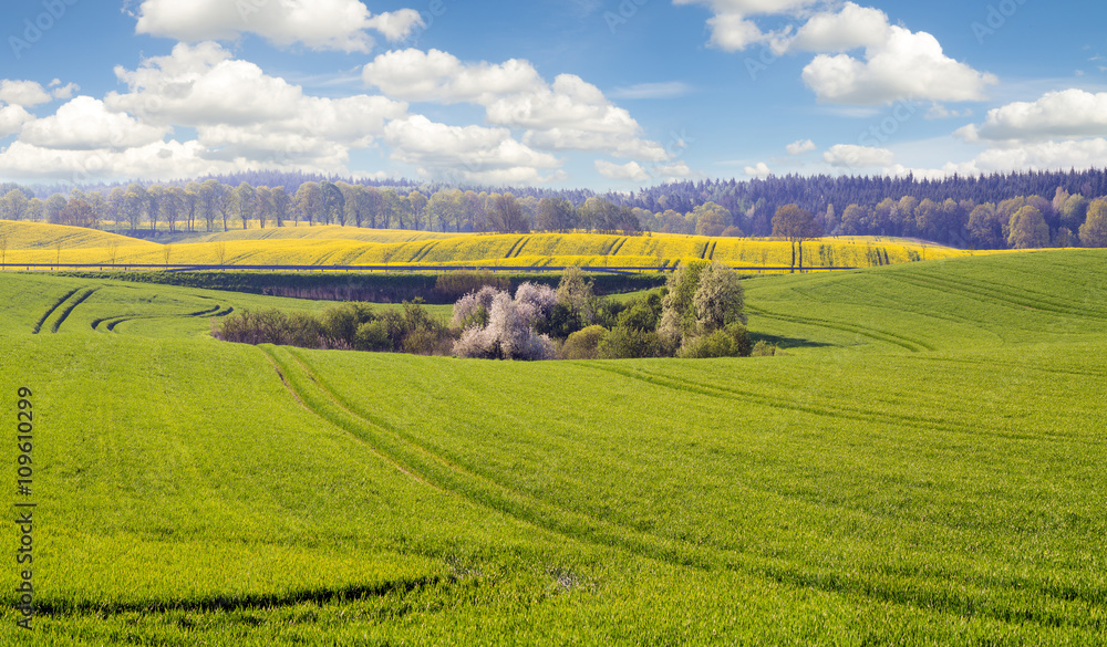 Obraz premium Wiosenne pole,kwitnący rzepak,zielone,młode zboże