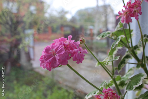 Fototapeta Naklejka Na Ścianę i Meble -  spring flower on the window