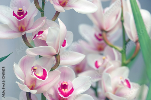 Fototapeta Naklejka Na Ścianę i Meble -  Beautiful blooming orchid