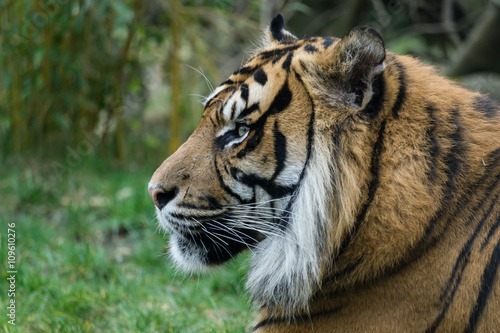 Fototapeta Naklejka Na Ścianę i Meble -  Tiger Portrait von der Seite