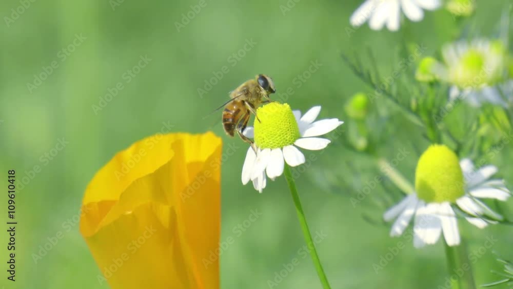 Slow motion bees flying collecting pollen from wild forest yellow flowers pollinating fruit trees making honey close up honeycomb bee working on sunny day and warm weather with blue sky Slow motion bees flying collecting pollen from wild forest yellow flowers pollinating fruit trees making honey close up honeycomb bee working on sunny day and warm weather with blue sky
