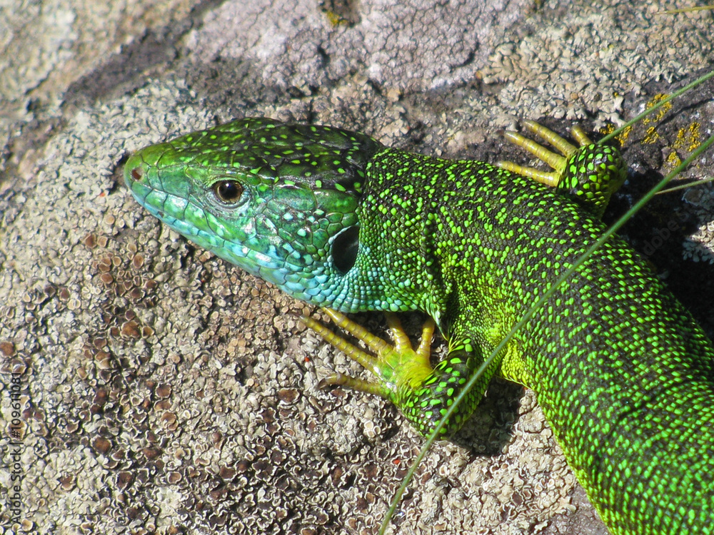 Fototapeta premium Green lizard portrait
