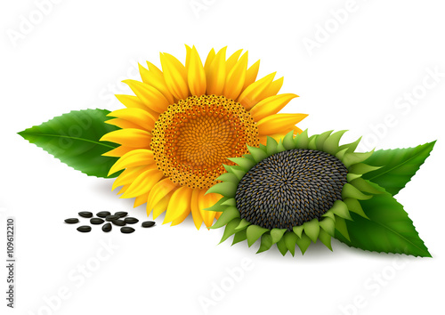 Fototapeta Naklejka Na Ścianę i Meble -  Sunflower on white background