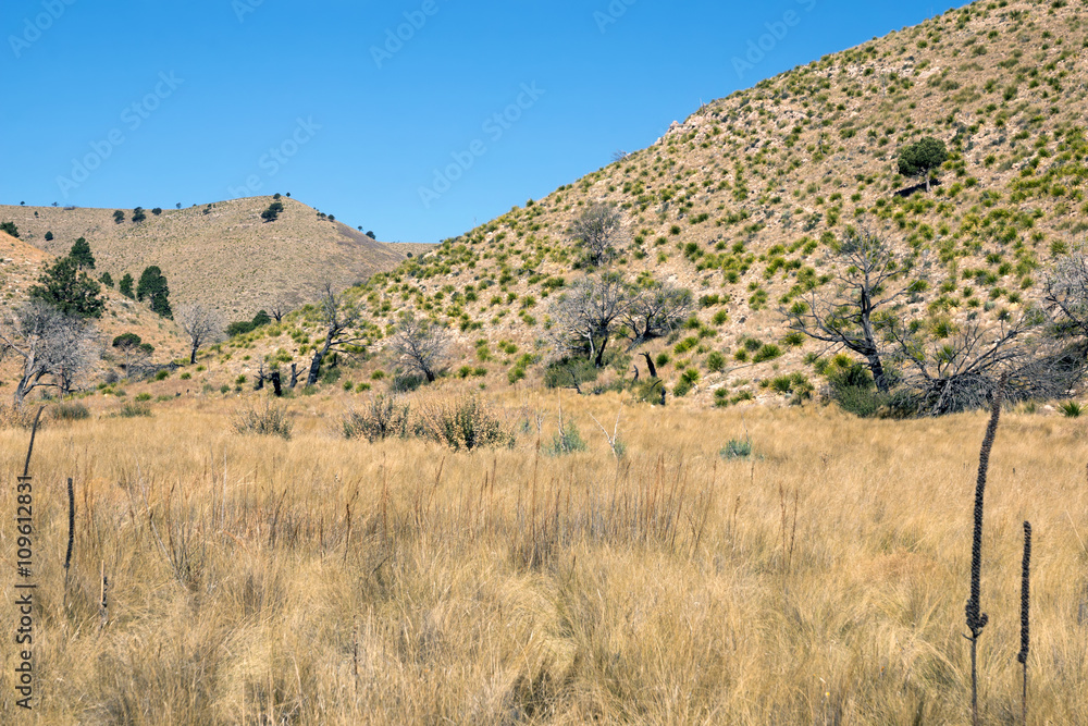 Guadalupe Mountains National Park, Chihuahuan Desert, Texas