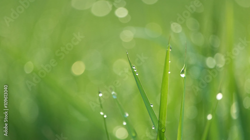 Dewdrops Glowing on Grasses in Morning Light