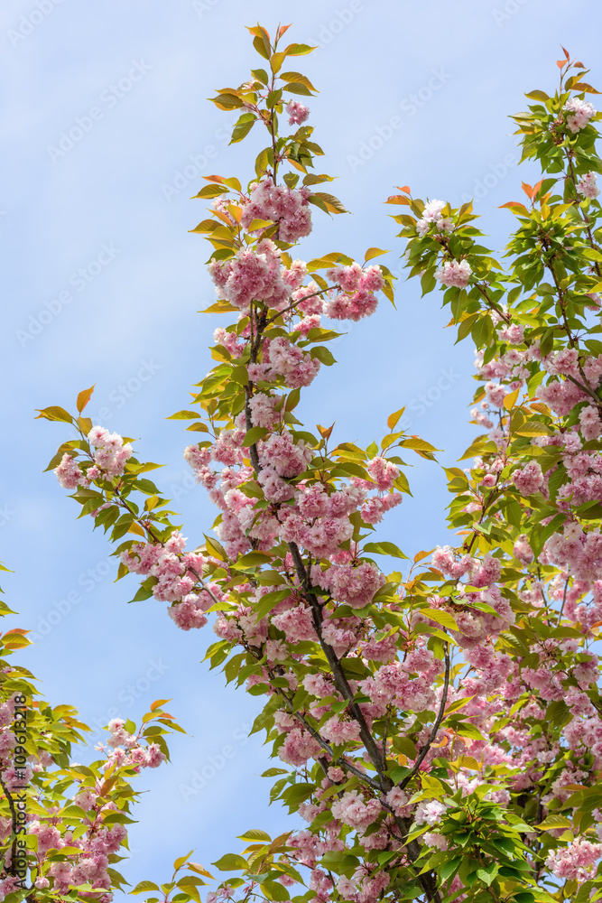 Sakura blossoms Sakura blossoms
