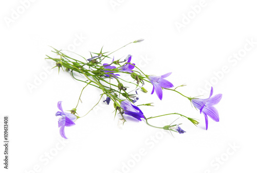 Campanula.Bluebell flower isolated