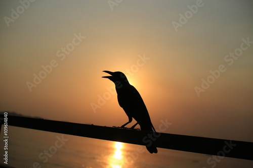 Ptak o zachodzie słońca © shutterfil77