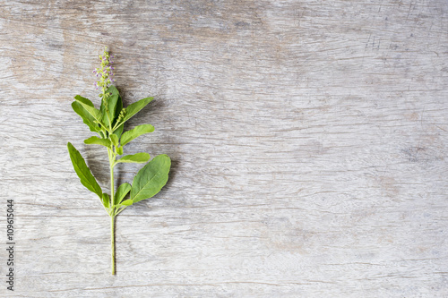 Holy basil photo