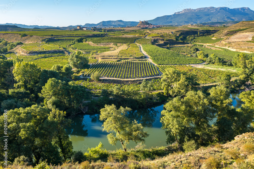 Vineyard, San Vicente de la Sonsierra as background, La Rioja (Spain)