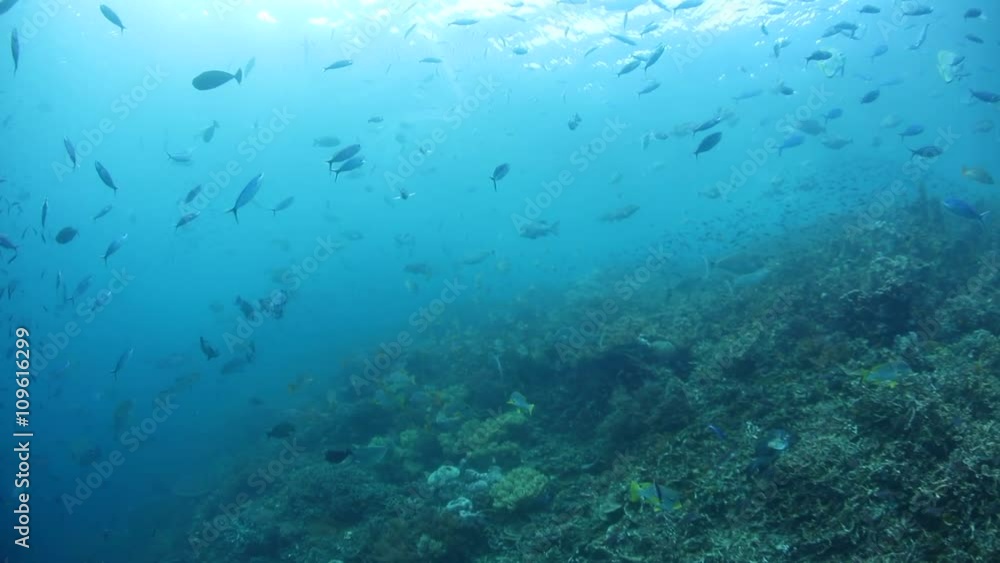 Schooling Fish and Reef in Raja Ampat Schooling Fish and Reef in Raja Ampat