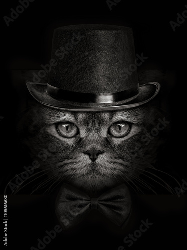 Fototapeta Naklejka Na Ścianę i Meble -  dark muzzle cat close-up in a hat and tie butterfly