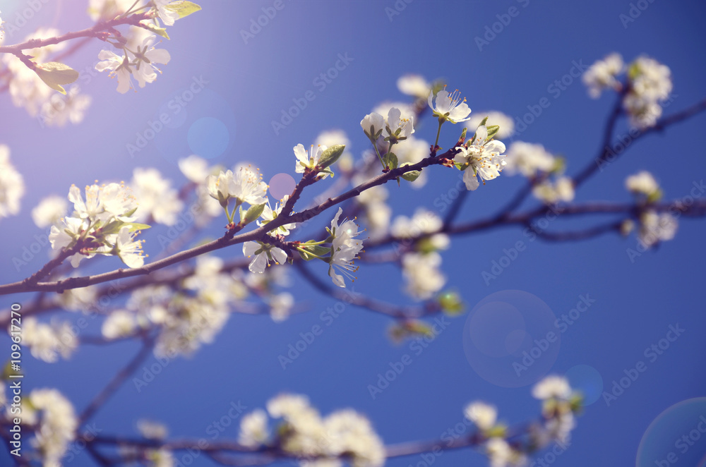 Branch with white flowers against the sky