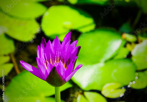 Beautiful Purple Lotus  water plant with green leaves