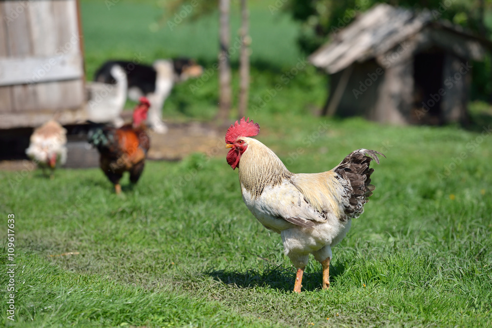 Farm with animals in the summer, beautiful rooster and blurred a