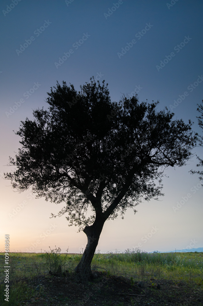 Fototapeta premium Lonely olive tree at dusk