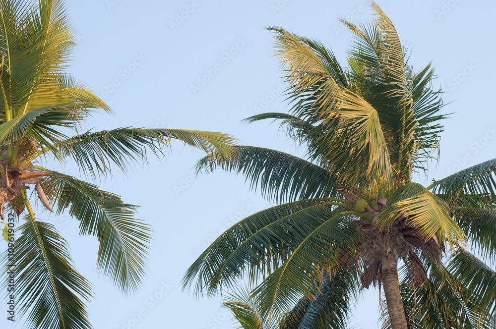 Fototapeta premium coconut tree blue sky