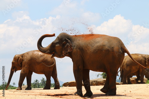 elefant beim abk  hlen