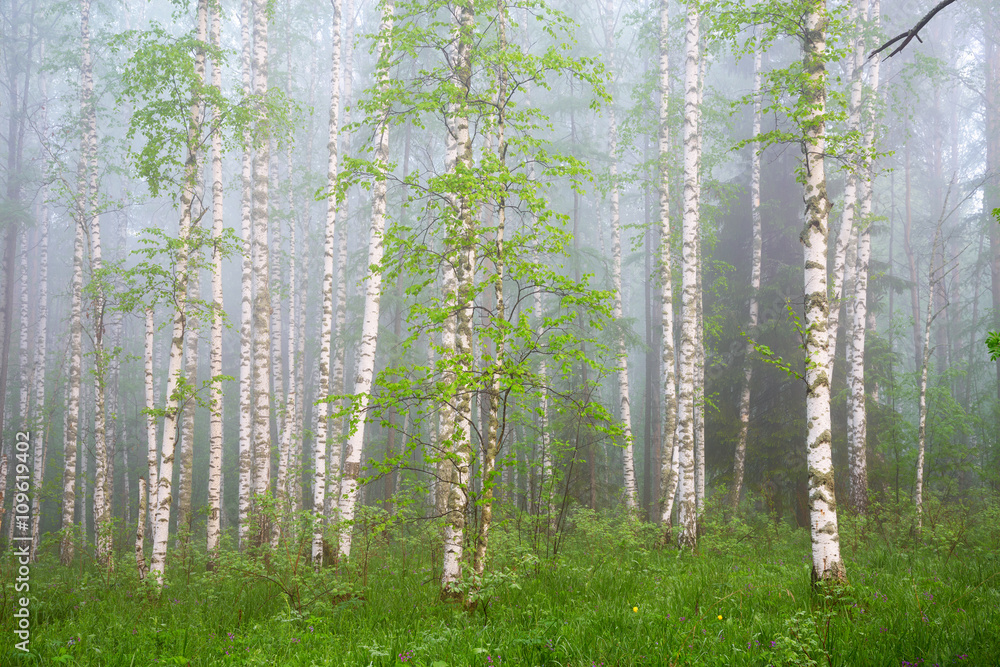 Obraz premium morning in birch forest in thick fog