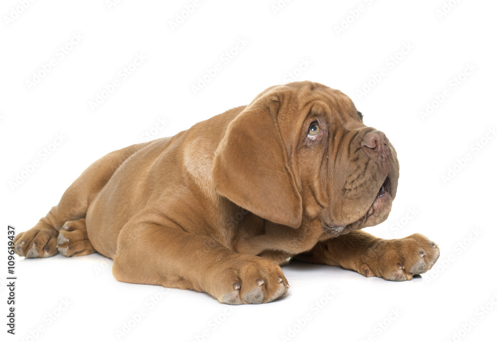 puppy Dogue de Bordeaux puppy Dogue de Bordeaux
