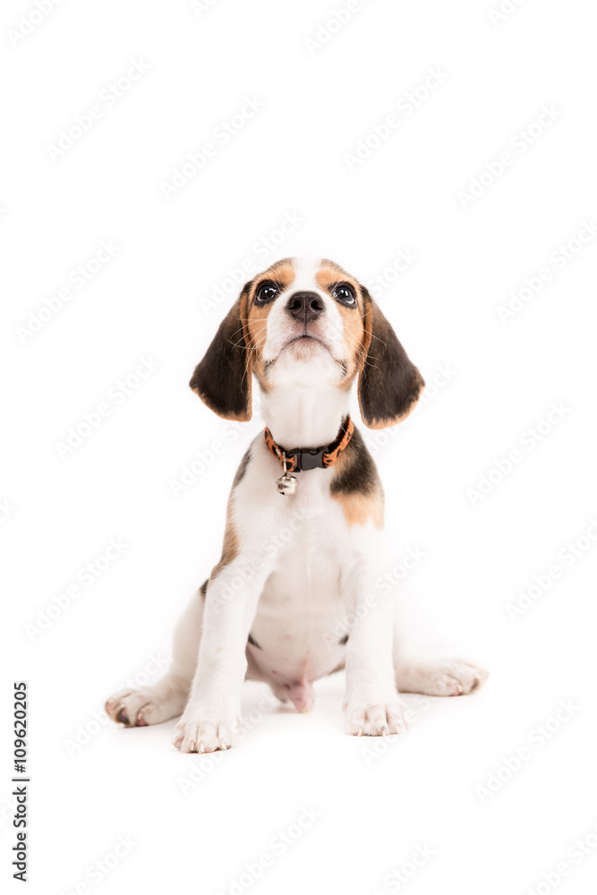 Happy beagle puppy on isolated background