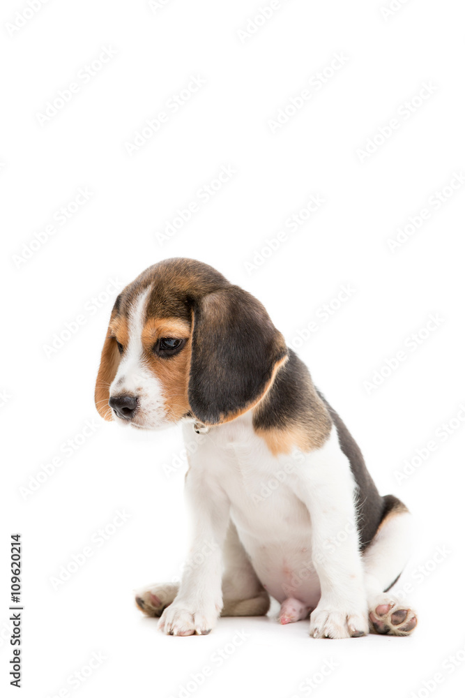 Happy beagle puppy on isolated background