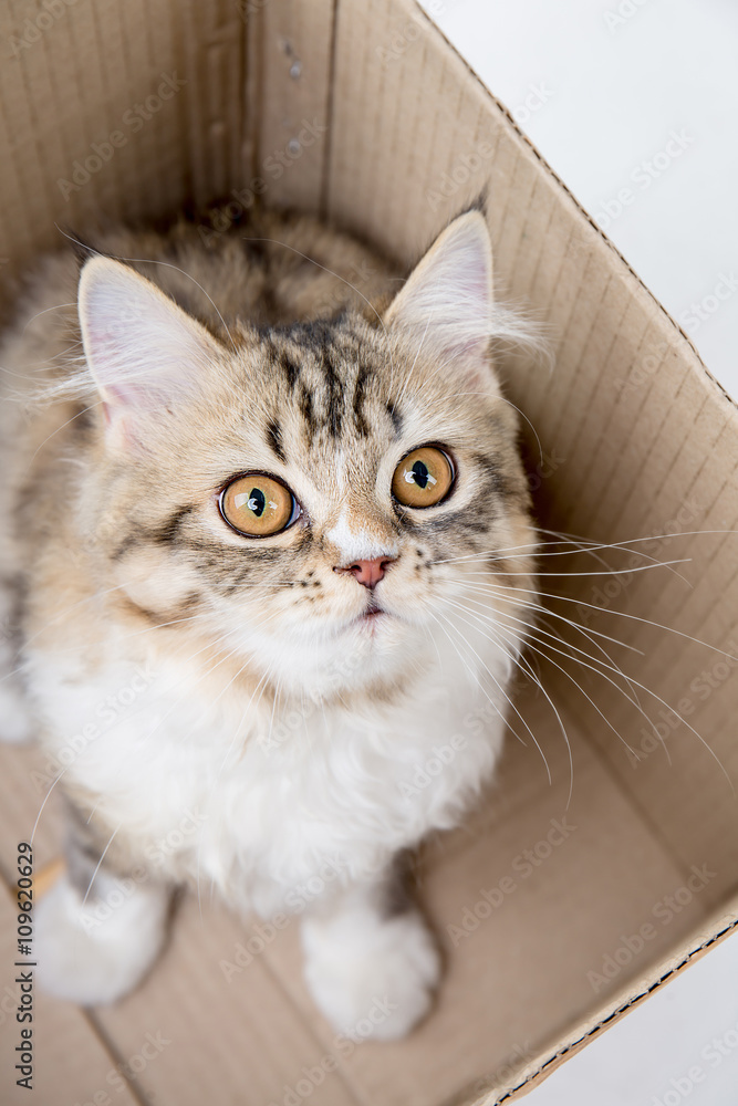 Lovely tabby persian cat playing in the paper box