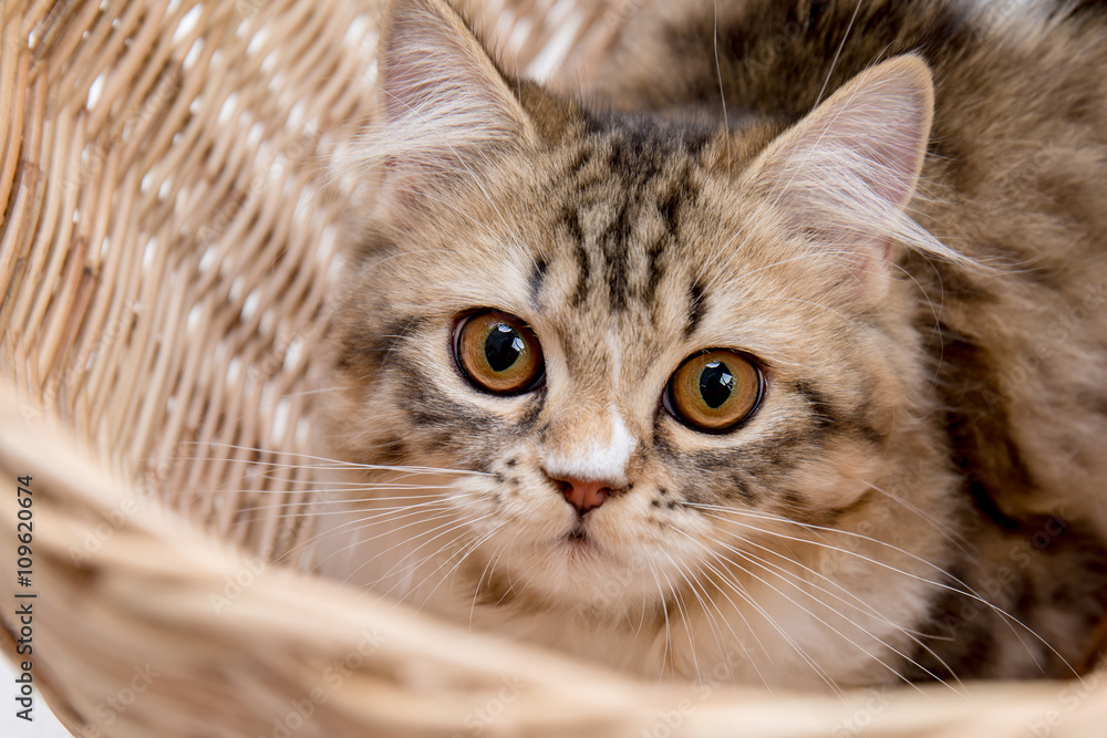 Lovely tabby persian cat playing in the basket