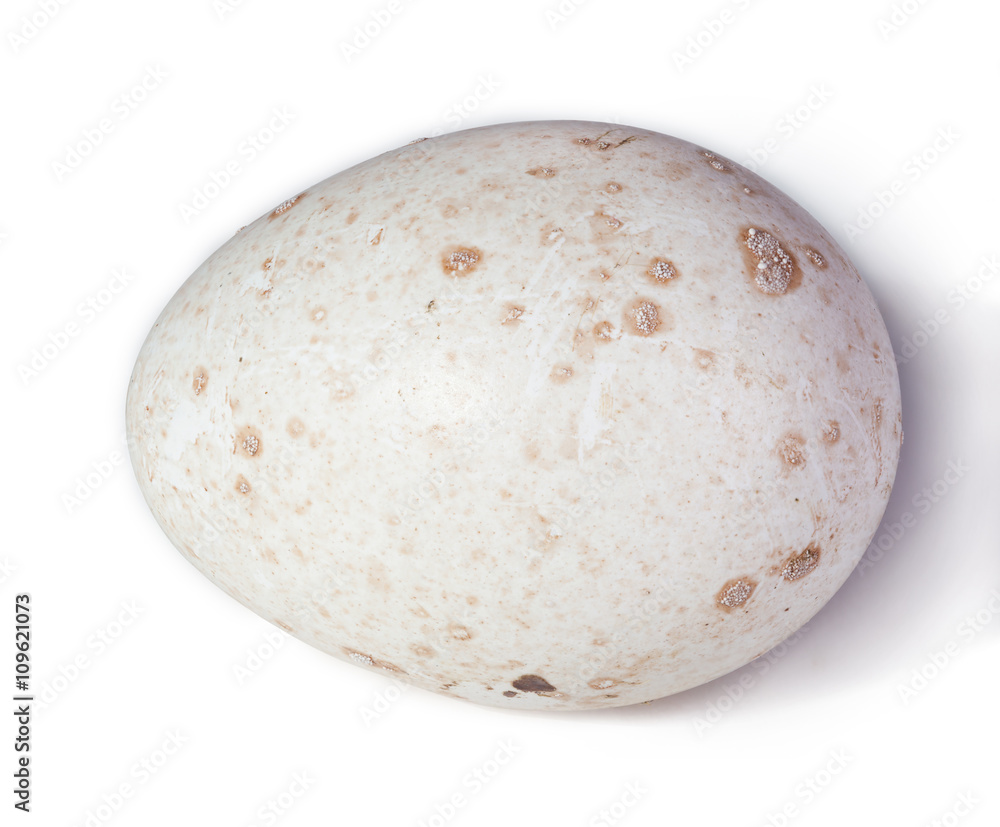 Turkey egg isolated on a white background with clipping path Turkey egg isolated on a white background with clipping path