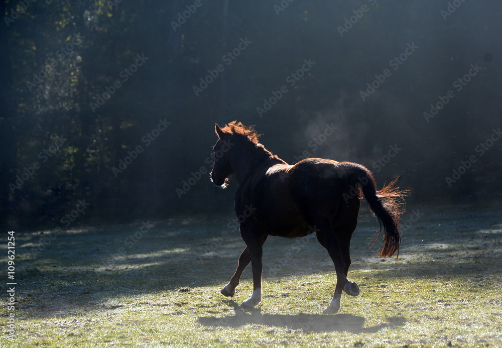 auf und davon, Pferd gallopiert im Morgennebel auf und davon, Pferd gallopiert im Morgennebel