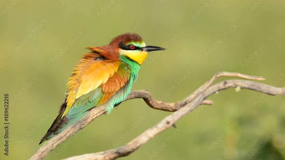 European bee-eater (Merops apiaster) on a branch. European bee-eater (Merops apiaster) on a branch.