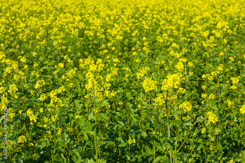 Obraz premium Blühendes Rapsfeld