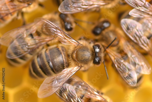 zbliżenie pszczół na plastrze miodu