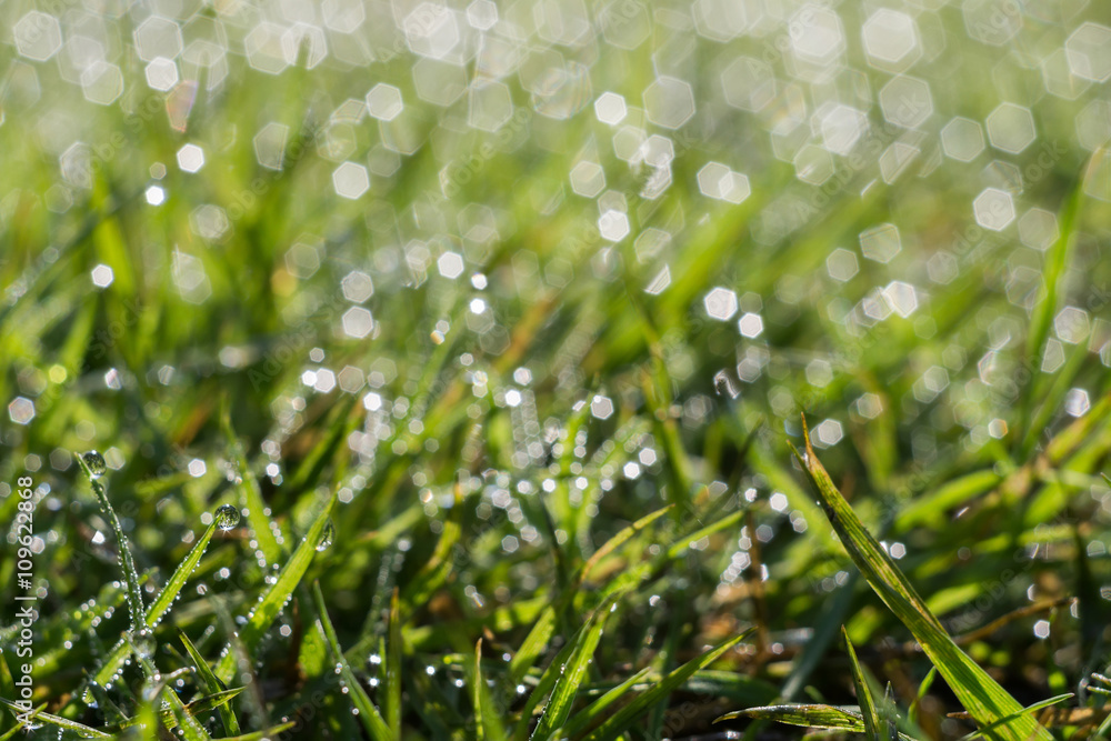 Morning Grass Macro Morning Grass Macro