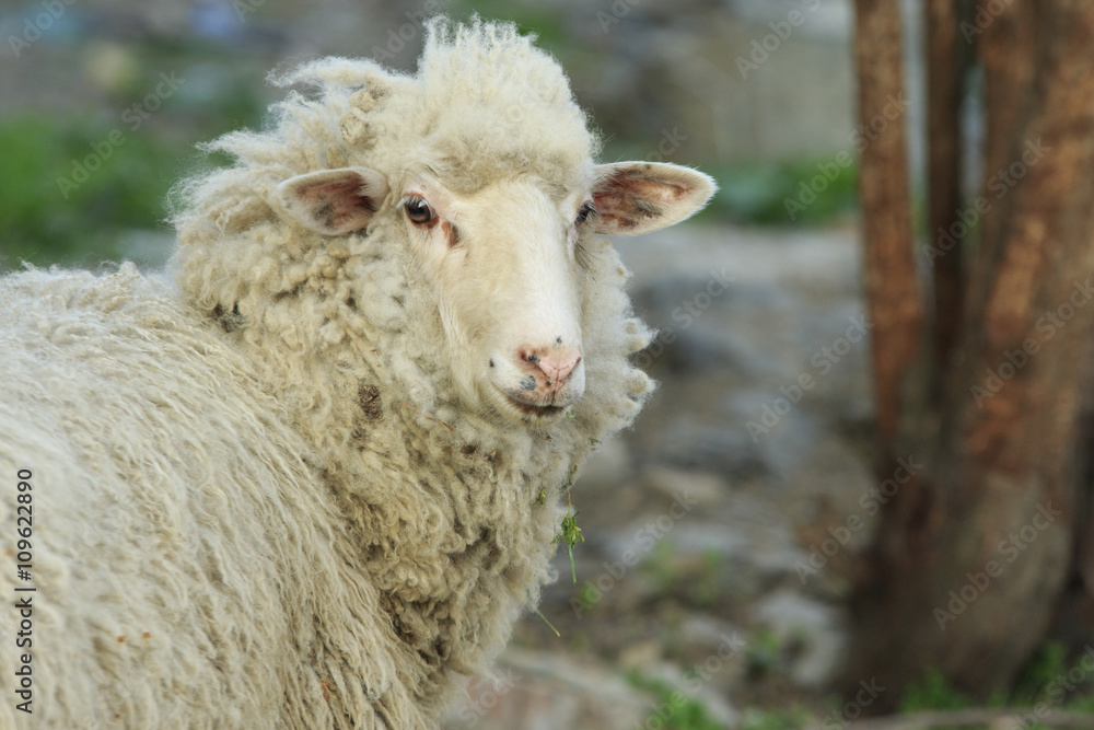 Overgrown Sheep Overgrown Sheep