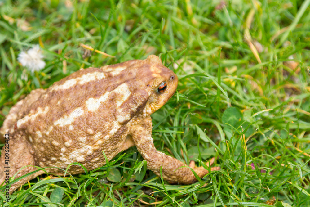 common toad (Bufo bufo) in the grass common toad (Bufo bufo) in the grass
