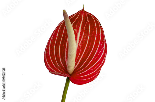 Single leaf of anthurium flower