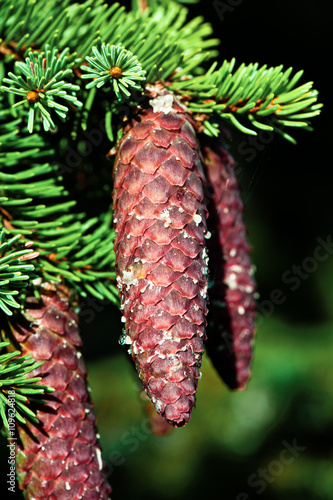 Harzige Fichtenzapfen (Picea abies) 