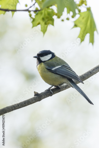 Titmouse sitting on a branch