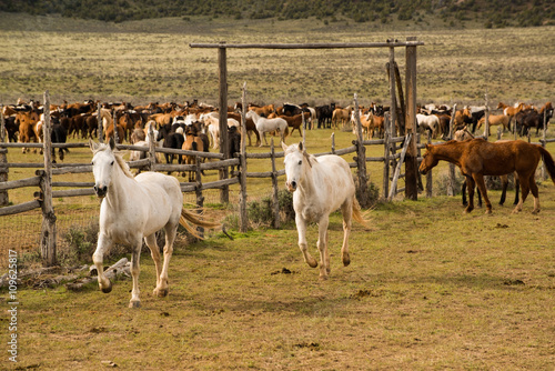 Fototapeta Naklejka Na Ścianę i Meble -  Herd of horses being rounded up into western corral.