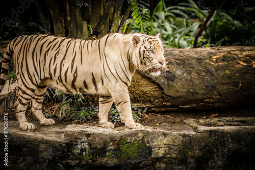 Fototapeta Naklejka Na Ścianę i Meble -  White Tiger in Sigapore Zoo 2016