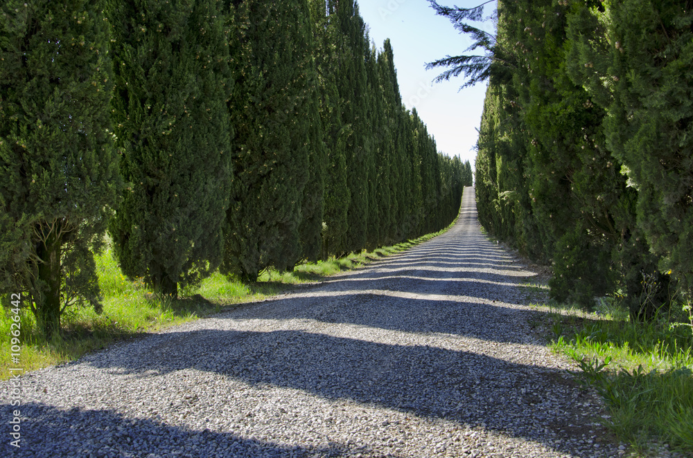 Tuscany way. White road with Cypress