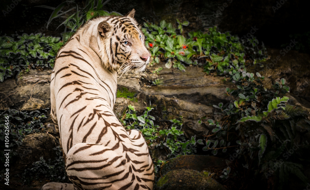 Naklejka premium White Tiger in Sigapore Zoo 2016