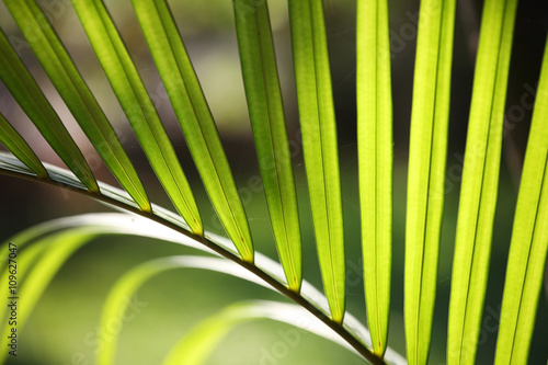 fresh foliage palm background