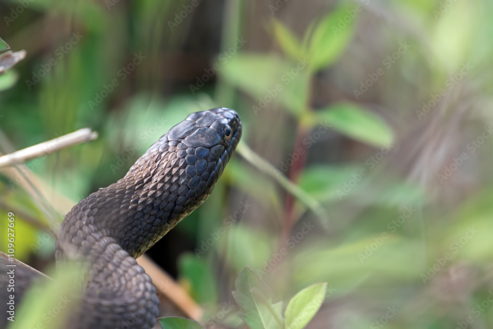 Fototapeta premium Yellow-bellied water snake in foliage in North Point State Park, MD