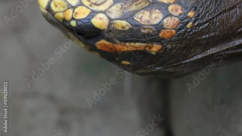 Sulcata tortoise head close up photo