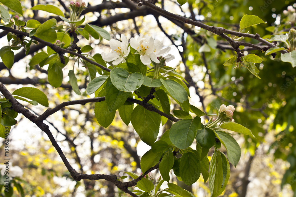 Branch of plum tree with green leaves and white blossoms Branch of plum tree with green leaves and white blossoms