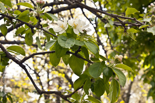 Branch of plum tree with green leaves and white blossoms