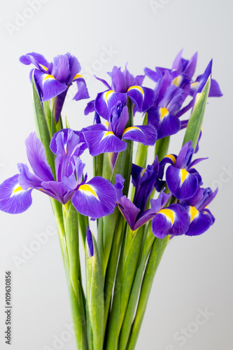 Fototapeta Naklejka Na Ścianę i Meble -  Purple iris flower on the yellow background.